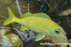 Image result for Haemulon album