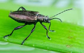 Attēlu rezultāti vaicājumam “Donacia”