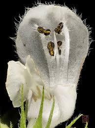 Attēlu rezultāti vaicājumam “Lamium album flower”