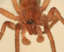 Attēlu rezultāti vaicājumam “Agroeca brunnea”