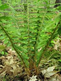 Attēlu rezultāti vaicājumam “Polystichum braunii”