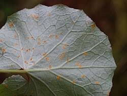 Attēlu rezultāti vaicājumam “Puccinia poarum”
