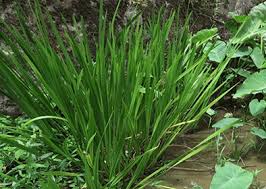 Attēlu rezultāti vaicājumam “Acorus calamus”