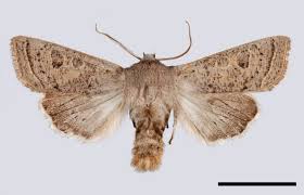 Attēlu rezultāti vaicājumam “Orthosia gracilis”