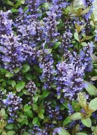 Attēlu rezultāti vaicājumam “Ajuga reptans bud”