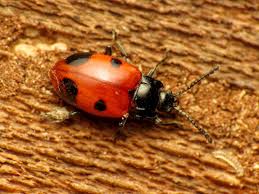 Attēlu rezultāti vaicājumam “Endomychus coccineus”