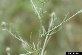 Attēlu rezultāti vaicājumam “Centaurea stoebe fruit”