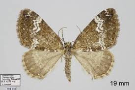 Attēlu rezultāti vaicājumam “Perizoma alchemilla”