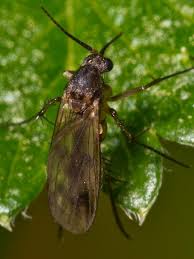 Attēlu rezultāti vaicājumam “Mycetophilidae”