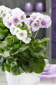 Image result for Primula obconica