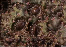 Attēlu rezultāti vaicājumam “Melanohalea exasperata”