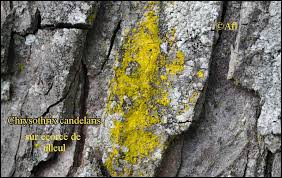 Attēlu rezultāti vaicājumam “Chrysothrix candelaris”