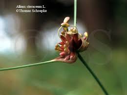 Attēlu rezultāti vaicājumam “Allium oleraceum bud”