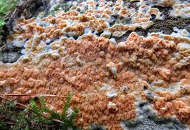 Attēlu rezultāti vaicājumam “Octospora splachnophila spores”