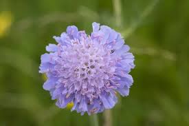 Attēlu rezultāti vaicājumam “Knautia arvensis flower”