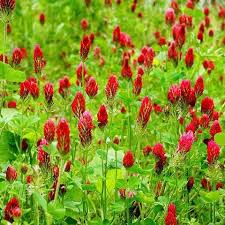 Image result for Trifolium incarnatum