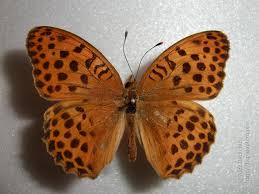 Attēlu rezultāti vaicājumam “Argynnis laodice female”