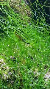 Attēlu rezultāti vaicājumam “Enteromorpha sp.”