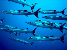 Image result for Sphyraena barracuda