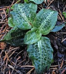 Attēlu rezultāti vaicājumam “Goodyera repens fruit”