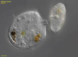 Attēlu rezultāti vaicājumam “Diderma subincarnatum sessile”