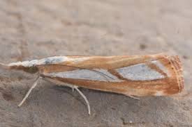 Attēlu rezultāti vaicājumam “Catoptria fulgidella”