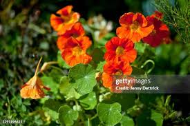 Attēlu rezultāti vaicājumam “Tropaeolaceae”