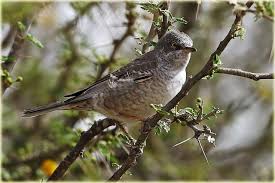 Attēlu rezultāti vaicājumam “Sylvia nisoria adult”