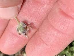 Attēlu rezultāti vaicājumam “Plantago media bud”