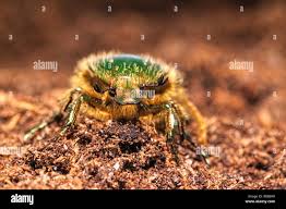 Attēlu rezultāti vaicājumam “Potosia cuprea”