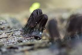 Attēlu rezultāti vaicājumam “Stemonitis sp.”