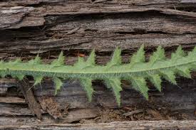 Attēlu rezultāti vaicājumam “Cirsium palustre leaf”