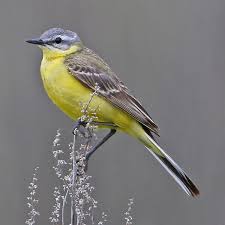 Attēlu rezultāti vaicājumam “Motacilla flava flava adult”