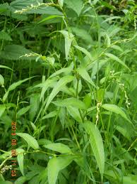 Attēlu rezultāti vaicājumam “Persicaria hydropiper”