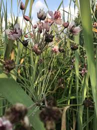 Attēlu rezultāti vaicājumam “Butomus umbellatus bud”