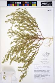 Attēlu rezultāti vaicājumam “Corispermum hyssopifolium”