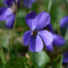 Image result for Viola odorata