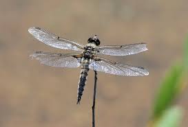 Attēlu rezultāti vaicājumam “Libellula quadrimaculata”