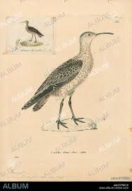 Image result for Numenius borealis