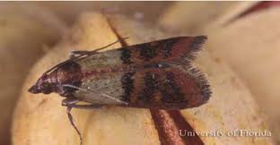 Attēlu rezultāti vaicājumam “Plodia interpunctella”