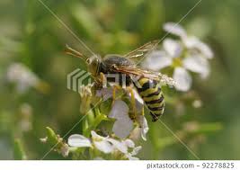 Attēlu rezultāti vaicājumam “Bembix rostrata”