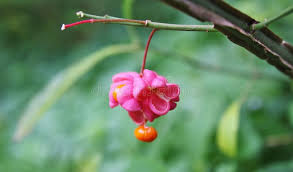 Attēlu rezultāti vaicājumam “Euonymus verrucosus fruit”