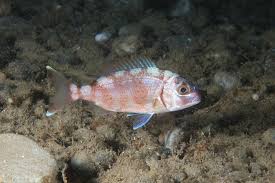 Image result for Pagrus