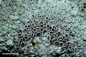 Attēlu rezultāti vaicājumam “Physcia aipolia”