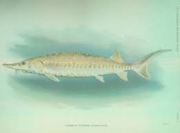 Image result for Acipenser oxyrinchus oxyrinchus