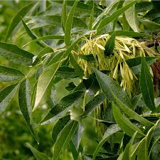 Attēlu rezultāti vaicājumam “Fraxinus pennsylvanica male flower”