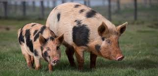 Bildresultat för pigs