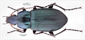 Attēlu rezultāti vaicājumam “Poecilus cupreus”