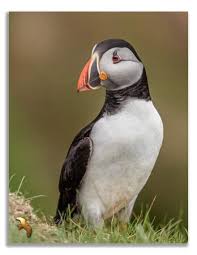 Image result for Fratercula arctica