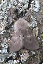 Attēlu rezultāti vaicājumam “Diaphora mendica”